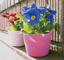 Load image into Gallery viewer, Plastic gardening/laundry basket
